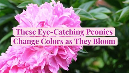 These Eye-Catching Peonies Change Colors as They Bloom