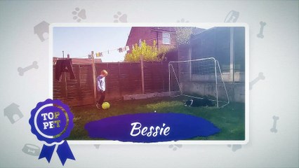 Top Pet - Harrogate Advertiser