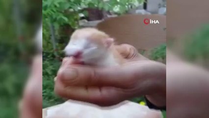 Muğla'da çift başlı doğan kedi görenleri şaşırttı