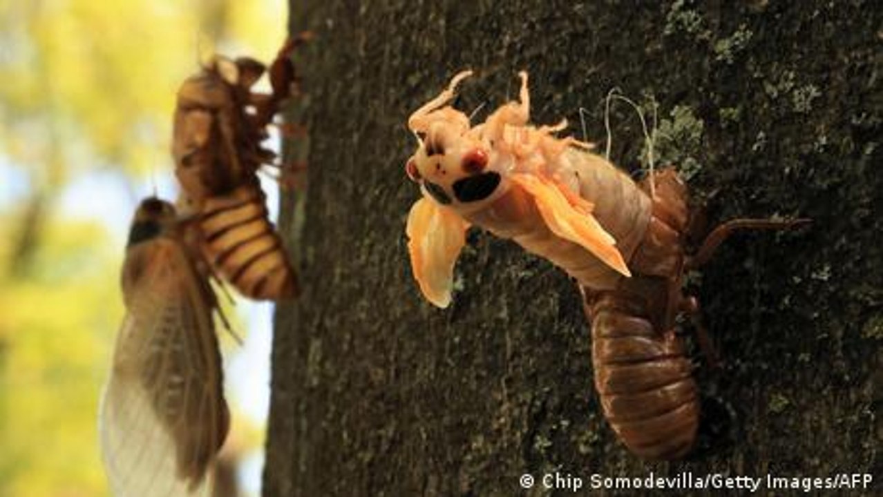 USA: Ansturm der Zikaden