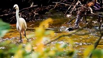 Most Stunning Birds Chirping  | Sound of Happiness and Peace ❤ | Bird Sounds for Meditation | Natural Soothing Forest Birds Singing | Relaxing Sleep  | Meditation