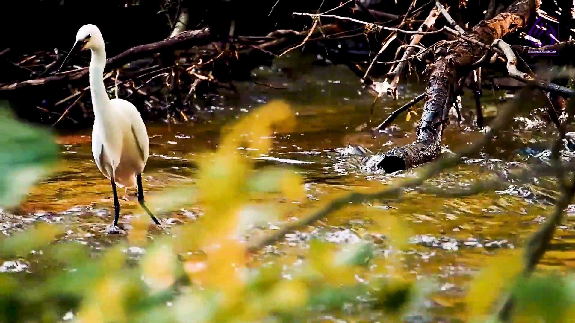 ⁣Most Stunning Birds Chirping  | Sound of Happiness and Peace ❤ | Bird Sounds for Meditation | Natura