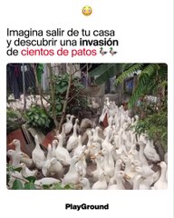 Imagina salir de tu casa y descubrir una invasión de cientos de patos