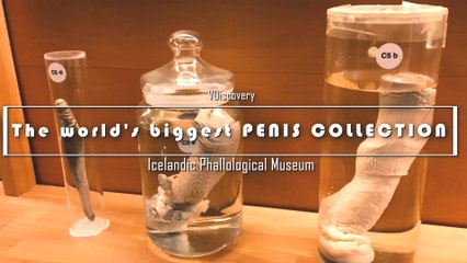 Icelandic Phallological Museum - The world's biggest PENIS COLLECTION