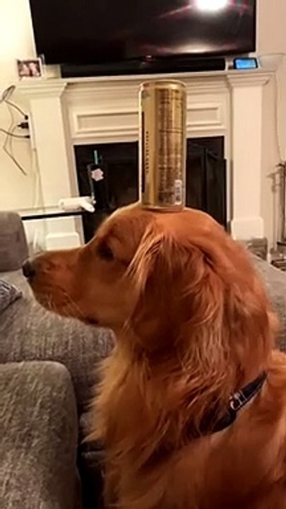 Level-Headed Dog has Staredown with Cat