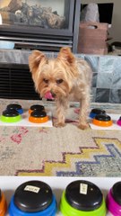 Yorkie Lets Mom Know he is Mad About no Extra Treats