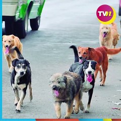 Conoce a Any, la perrita que reparte comida para apoyar al refugio donde vive