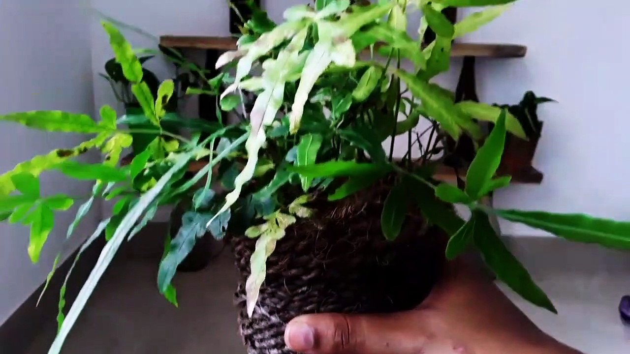 Diy Plant Shelf Ideas For Your Indoor Spaces || Diy Floating Shelf #Indoorplantstand