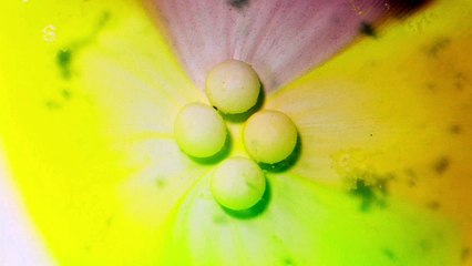 Tobu - Candyland [No Copyright Release]