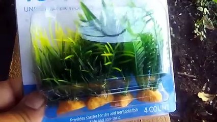 Tic Tac Box Fish Aquarium! Diy