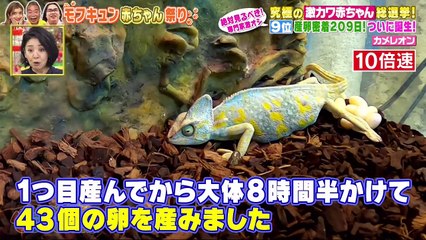 Youtube まとめ バラエティ - Youtube バラエティ -  坂上どうぶつ王国      動画 9tsu   2021年5月21日