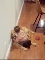 Baby and Dog Sit on the Floor Hugging and Kissing Each Other Lovingly