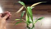 Secret To Grow Healthy Lucky Bamboo Plant | Lucky Bamboo Plant Care | Vastu Fengshui