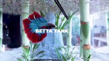 I Made A Lucky Bamboo Betta Tank