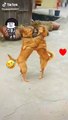 Beautiful dance by 2 dog dancers , 2匹の犬のダンサーによる美しいダンス
