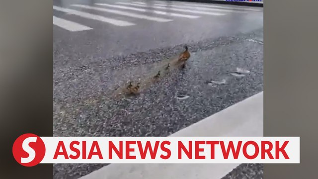 Traffic halts as mandarin ducks cross street