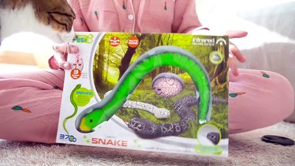 Puppy reacting cute dog and cat