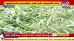 Surendranagar_ Farmers demand compensation of crop loss due to cyclone Tauktae _ TV9News