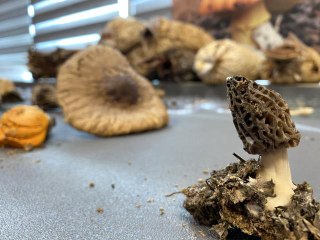 Kilosu 3 bin TL'ye satılıyor, üreticisini zengin ediyor