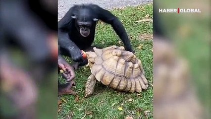 Meyvesini kaplumbağa ile paylaşan maymun gülümsetti