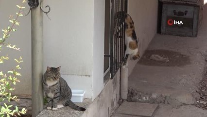 Beslediği kediyi pencere korkuluğunda asılı bulunca gözyaşlarına boğuldu