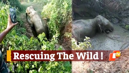 Forest Personnel Rescue 2 Elephants Stuck In Swamp At A Stone Quarry In Odisha's Athagarh