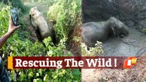 Forest Personnel Rescue 2 Elephants Stuck In Swamp At A Stone Quarry In Odisha's Athagarh