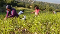 Kadınlar topladıkları papatyaları ilaç ve kozmetik sektörü için kurutup satıyor