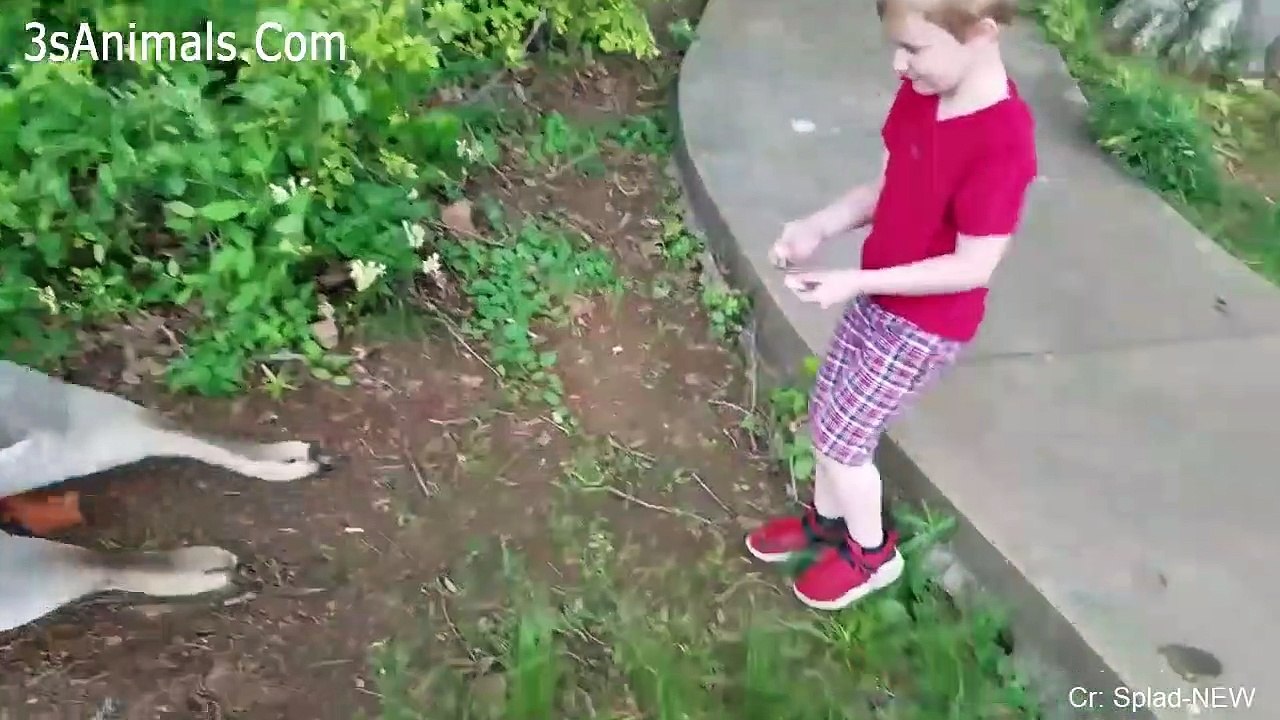 Funniest Animals Scaring People Reactions Of 2019 Weekly Compilation  Funny Animal Videos