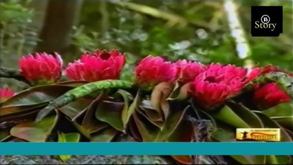 সিনবাদ পর্ব  ২৯