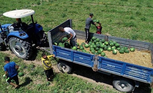 Hasadına başlanan Adana karpuzu fiyatıyla üreticisini sevindirdi