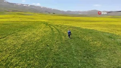 Baharın gelmesiyle Mayıs çiçekleri Erzurum'u sarıya bürüdü