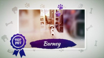 Top Pet - Northampton Chronicle