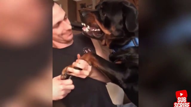 Angry - Funny Dogs And Cats of TikTok _ Try not to laugh impossible . ( 720 X 1280 )