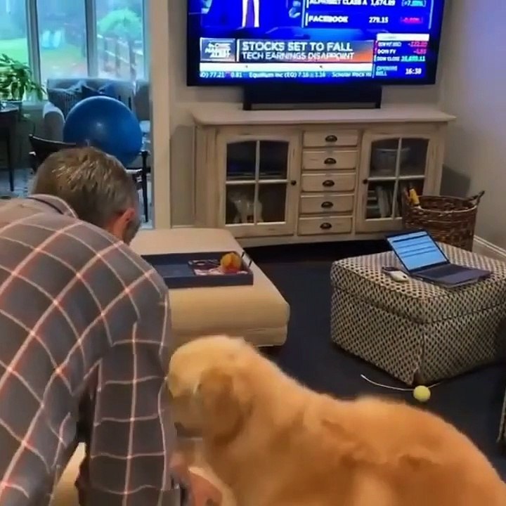 Dog fun