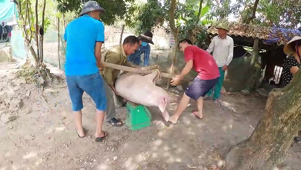 Cao Thủ Bắt Lợn