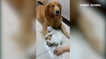 Köpek dostuna kimseyi yaklaştırmayan kıskanç kedi kamerada