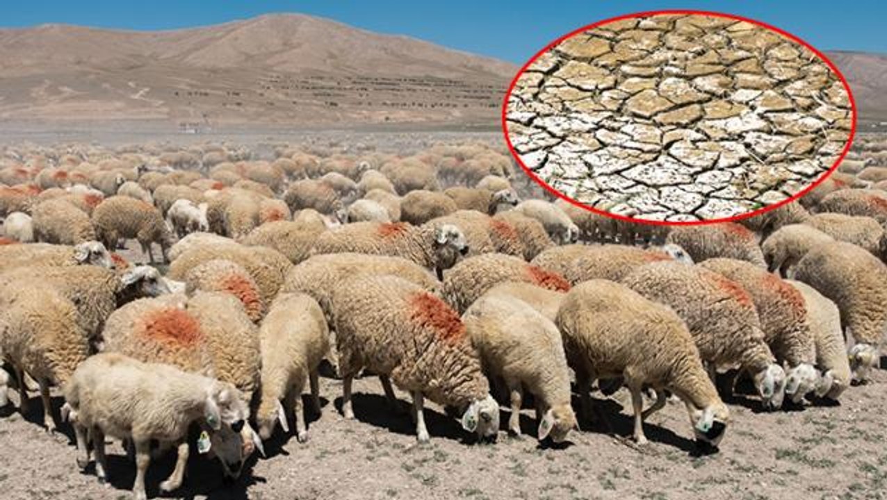 Çiftçiler daha önce böyle bir kuraklık görmedi! Konya Ovası'nda tarlalar mera oldu