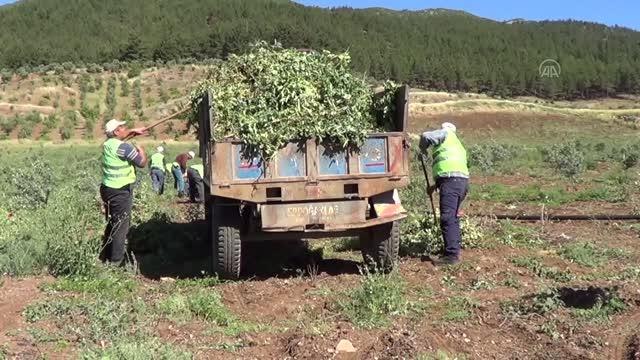 GAZİANTEP - İslahiye Belediye Başkanı Vural bezelye hasadına katıldı