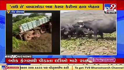 Mango crops ruin as Cyclone Tauktae strikes , Gir Somnath _ Tv9GujaratiNews
