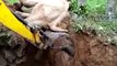 How An Elephant Stuck In Mud Was Rescued In Karnataka