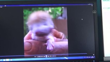 Şırınga yardımıyla sütle beslenen kedi yavrusu kuvözde tedavi ediliyor