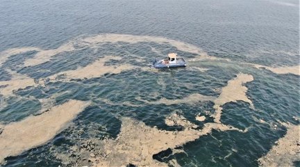 Deniz salyası için ortak eylem planı yolda
