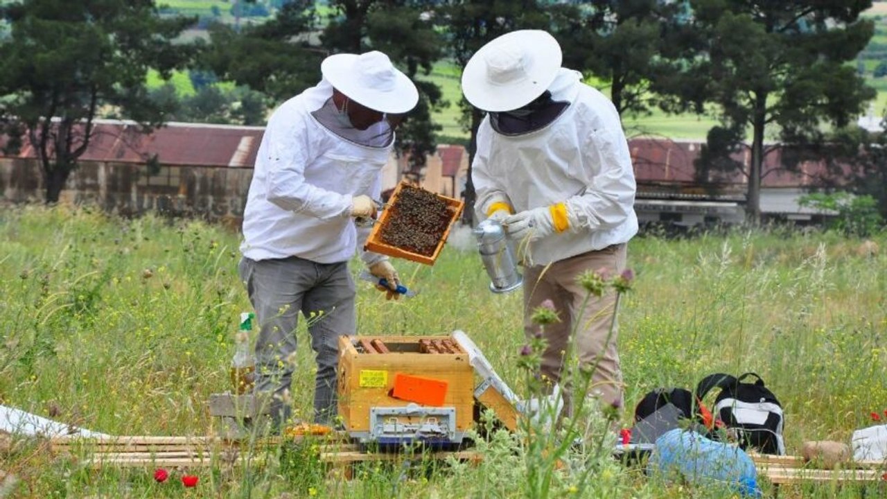 Kovanlar içindeki arılarla birlikte çalındı