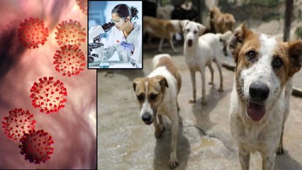 New Coronavirus Found In Malaysia That Can Transfer From Dogs To Humans || Oneindia Telugu