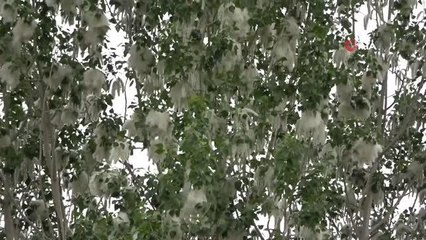 Bahçeleri beyaza bürüyen polenler görenleri şaşırttı