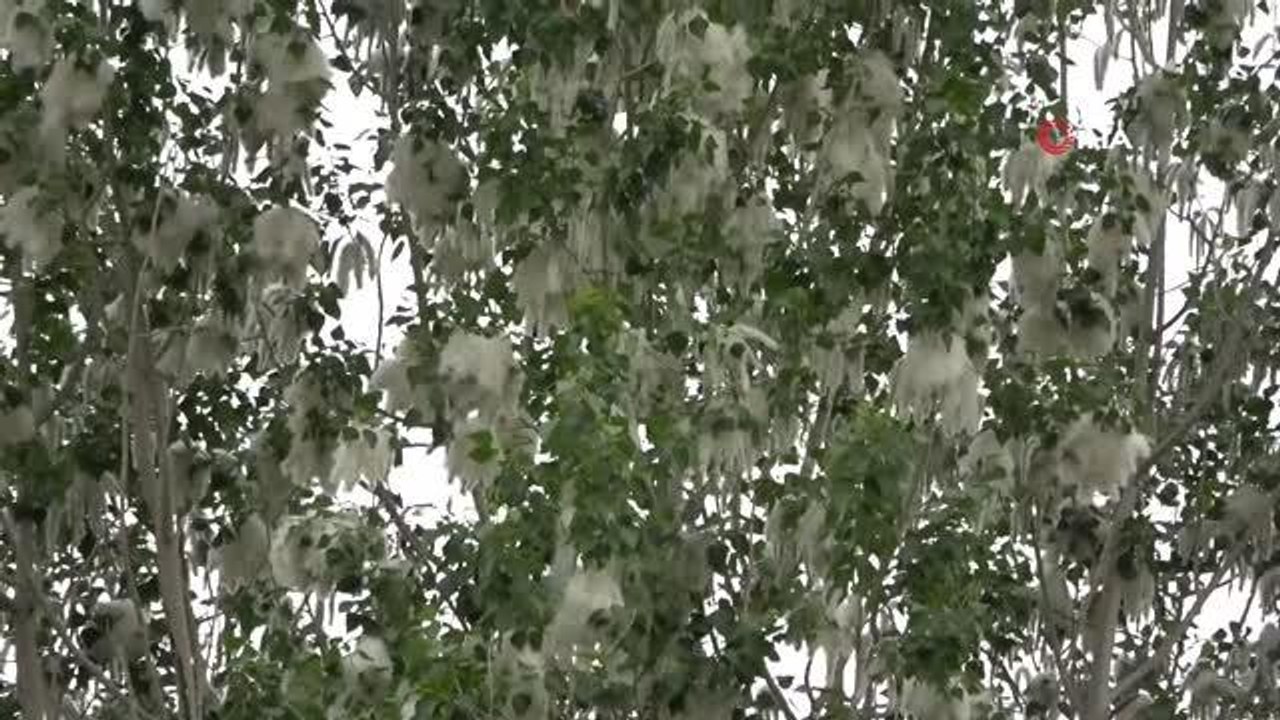 Bahçeleri beyaza bürüyen polenler görenleri şaşırttı