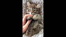 ❤️Cute Kitty Vibes ❤️ Good Vibes Music-Positive Energy-Relaxing Music-Soothing Chill Out-Chill Lofi