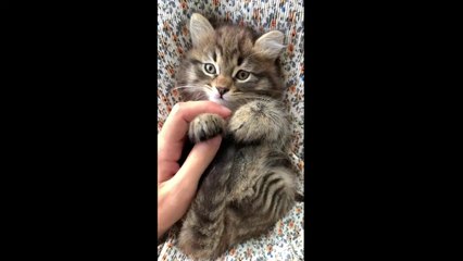 ❤️Cute Kitty Vibes ❤️ Good Vibes Music-Positive Energy-Relaxing Music-Soothing Chill Out-Chill Lofi