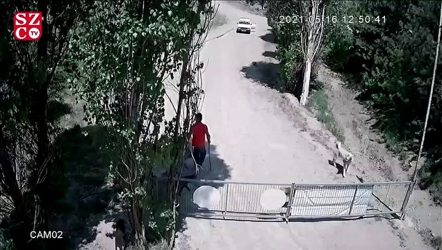 Anne köpeğe tecavüz iddiası hayvan severleri ayağa kaldırdı, Yavaş ve Soyer ortak çağrıda bulundu